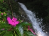 Venezuela_maracaibo_flower_waterfall.JPG